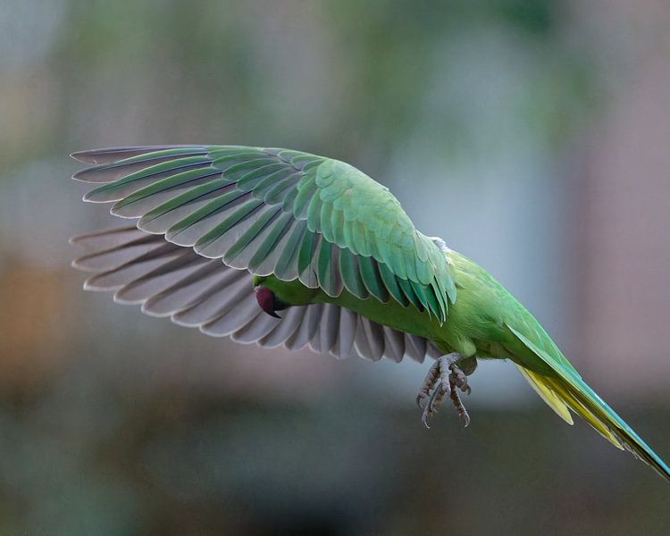 Collared parakeet - landing... by Ronald Harmsen