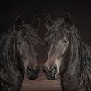 Paarden, 2 Westfaalse paarden in diverse kleurschakeringen van Gert Hilbink thumbnail