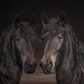 Chevaux, 2 chevaux westphaliens de différentes couleurs