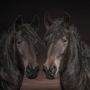 Paarden, 2 Westfaalse paarden in diverse kleurschakeringen van Gert Hilbink