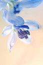 Blaue Malerei von Marlies Prieckaerts Miniaturansicht