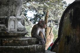 Monkey See von Dennis Timmer