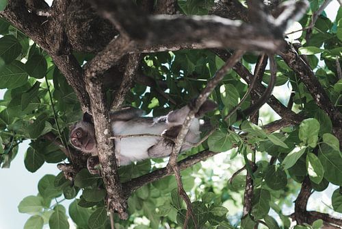 Versteckter Affe im Baum: Von unten gesehen