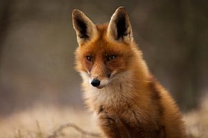 Staring Fox von Frits Hendriks