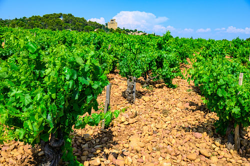 Wijngaarden in Châteauneuf-du-Pape