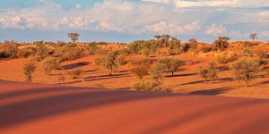 Kalahari-Wüste, Namibia