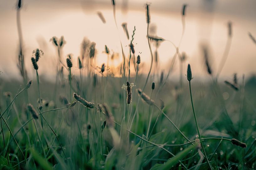 Ooijpolder part 2 by Tania Perneel
