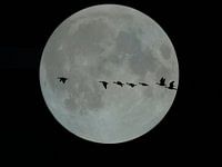 Volle maan met vliegende ganzen