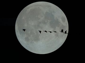 Full moon over  flying geese by Joke te Grotenhuis