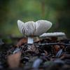 Pilz im Amsterdamer Wald von Tom Zwerver