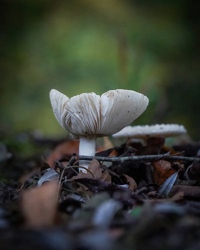 Pilz im Amsterdamer Wald
