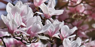 Magnolia sur Violetta Honkisz