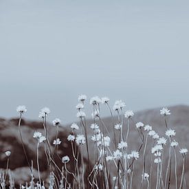 Bergbloemen 2 van Pascal Deckarm