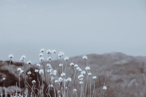 Bergblumen 2 von Pascal Deckarm