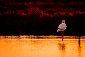 Réflexion au crépuscule - Flamant à l'heure dorée