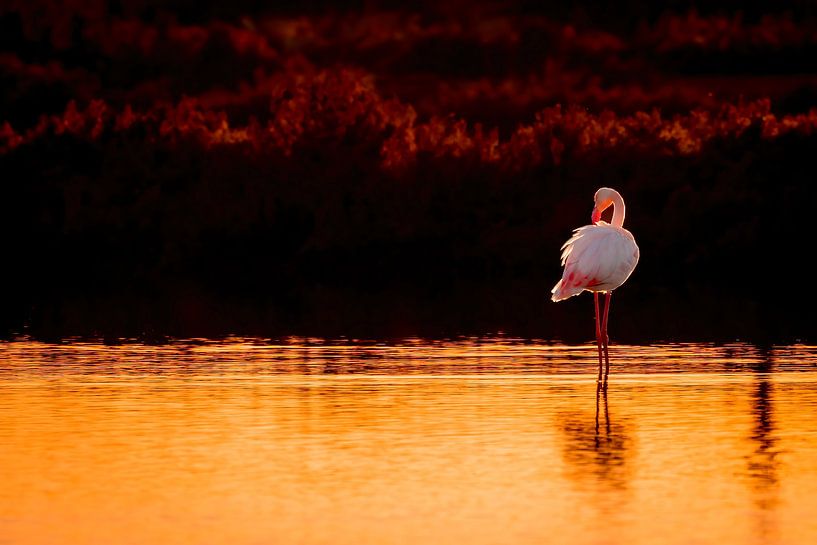 Schemerlicht Reflectie Flamingo in Gouden Uur van Femke Ketelaar