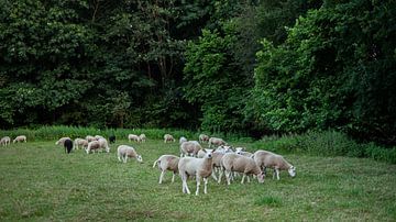 Schafe von Wouter Bos