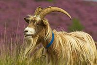 Veluwe land goat