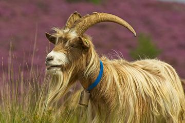 Veluwe land goat by AudFocus - Audrey van der Hoorn