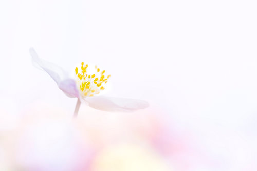 Wood anemone colourful
