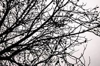 Lignes noires et blanches