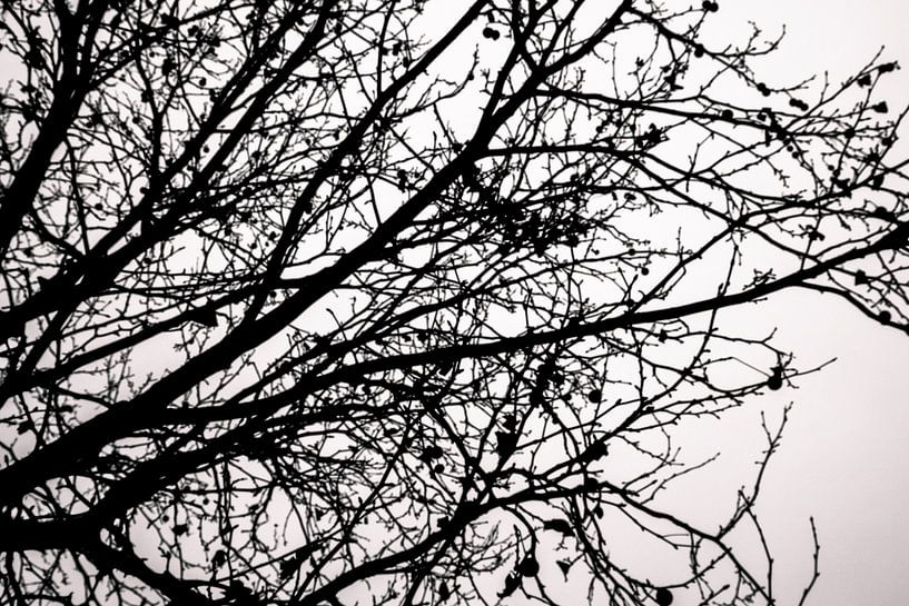 Lignes noires et blanches par Westerhof.JPG