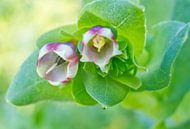 Honingkruid roze en wit van Iris Holzer Richardson thumbnail