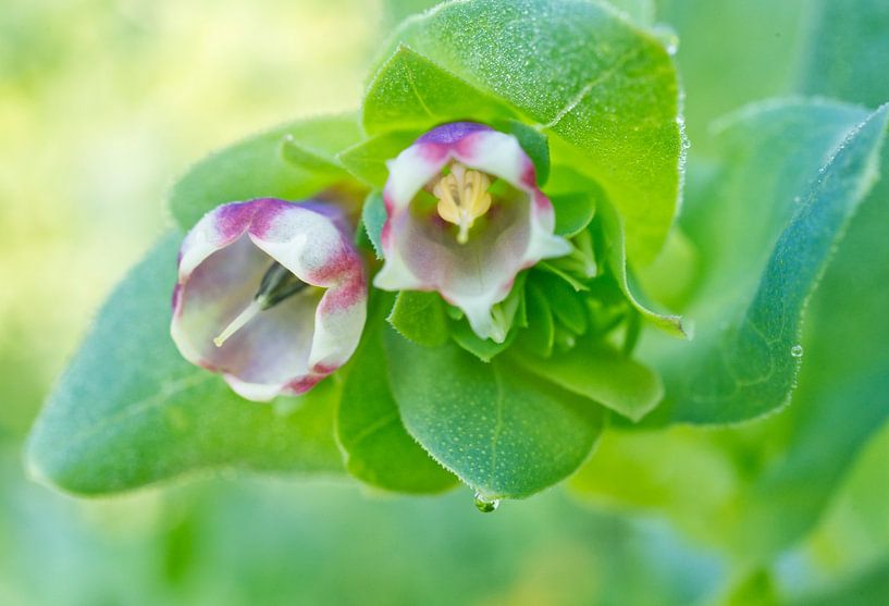 Honingkruid roze en wit van Iris Holzer Richardson