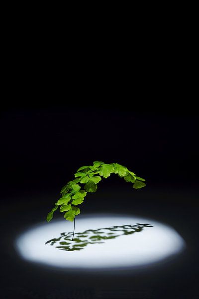 Adiantum by LANETfotografie
