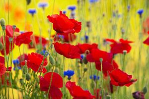 Colourful potpourri of poppies and cornflowers in the summertime.