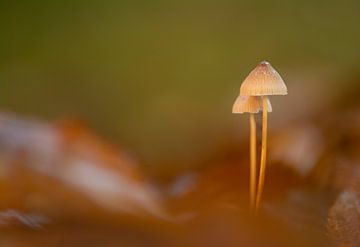 Mycena paddestoelen van Lucia Leemans