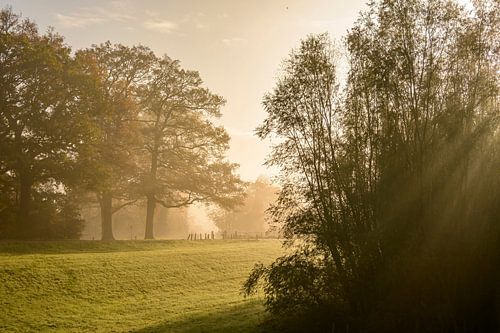 Mistig bos langs de IJssel