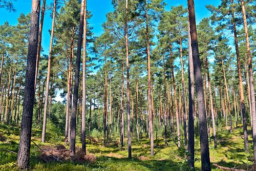 Zomermorgen in het magische dennenbos