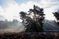 Sunrise on the heath