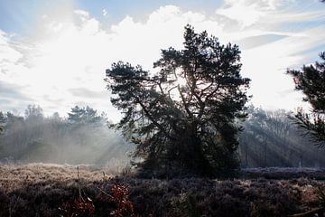 Zonsopkomst op de heide van Marieke Smetsers