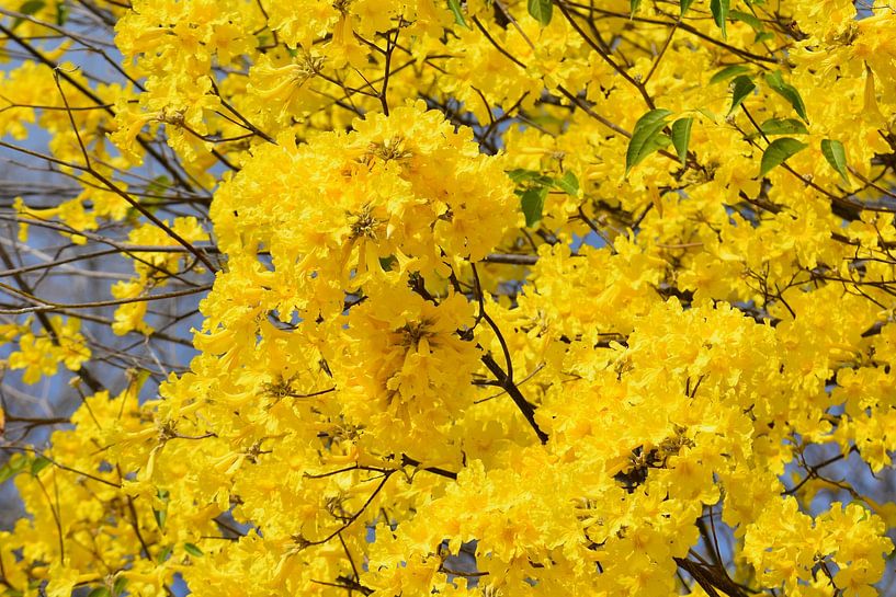 Kibrahacha in bloom on Bonaire by Pieter JF Smit