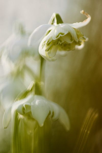 Monique Visser Tapfere Blumen Farbe von Monique Visser