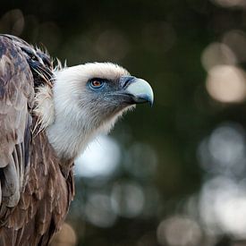 Vulture on Watch sur Vincent van den Hurk