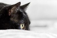 Wachtende kat