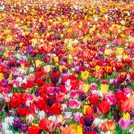 Nederland, Noordwijkerhout, Bloeiende tulpen veld. van Frans Lemmens