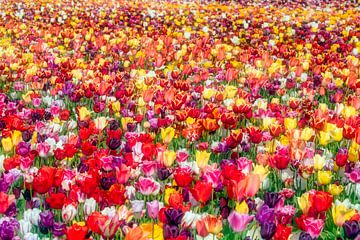 Nederland, Noordwijkerhout, Bloeiende tulpen veld.