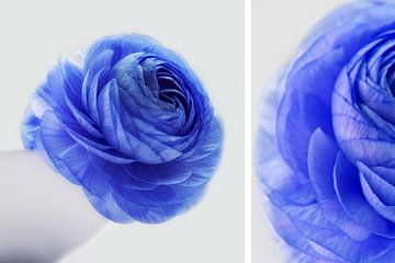 wit + blauw van Claudia Moeckel