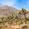 Joshua Tree National Park Panorama by Melanie Viola