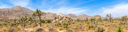 Joshua Tree National Park Panorama