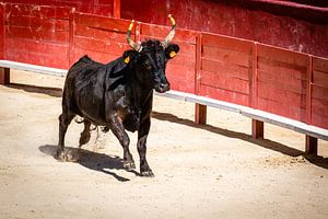 Stier in Stierkampfarena