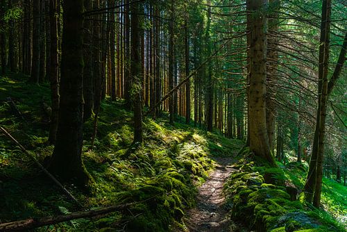 Der verwunschene Pfad von Caoria von Daan van Oort
