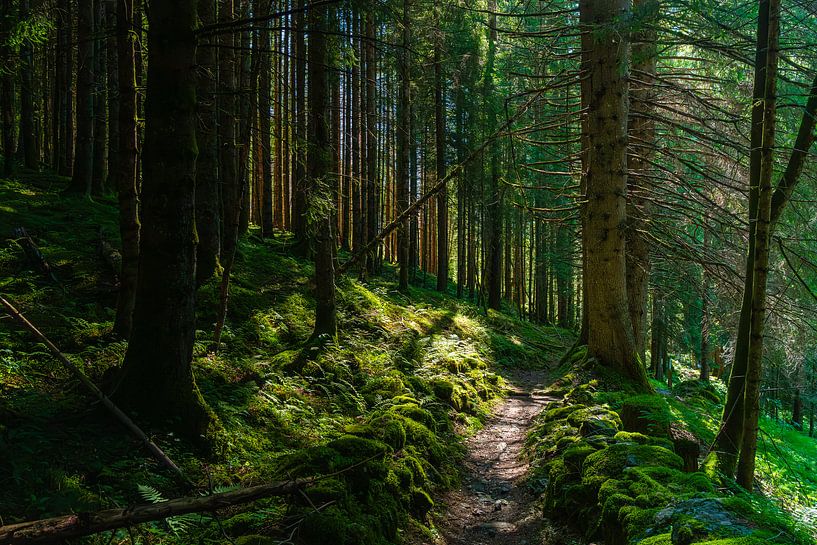 Le chemin enchanté de Caoria par Daan van Oort