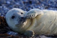 Grey Seal Howler Helgoland Island Germany by Frank Fichtmüller thumbnail