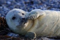 Grey Seal Howler Helgoland Island Germany