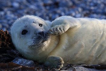 Kegelrobbe Heuler Insel Helgoland Deutschland